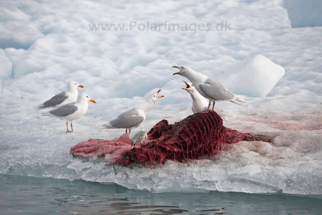 Glaucous gull on bear kill_MG_2653