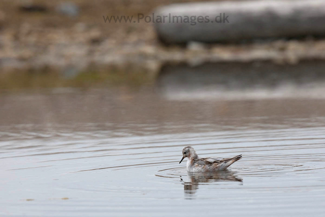 Grey Phalarope, Lågøya_MG_6975