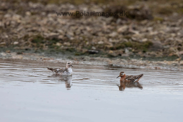 Grey Phalarope, Lågøya_MG_6984