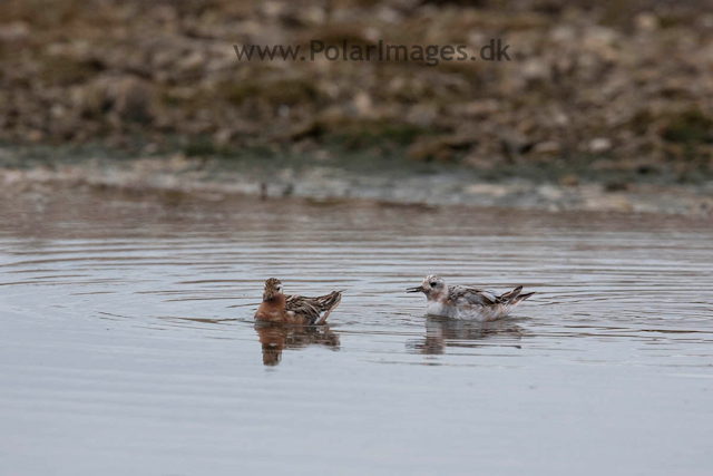 Grey Phalarope, Lågøya_MG_6996