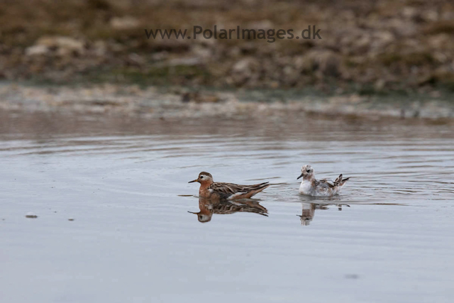 Grey Phalarope, Lågøya_MG_6998