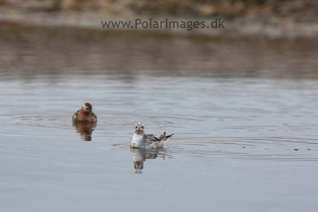 Grey Phalarope, Lågøya_MG_7005