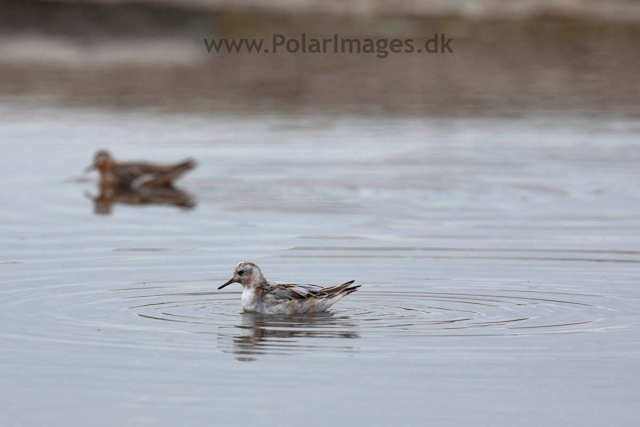 Grey Phalarope, Lågøya_MG_7013