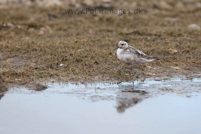 Grey Phalarope, Lågøya_MG_7031