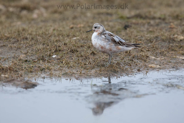 Grey Phalarope, Lågøya_MG_7039