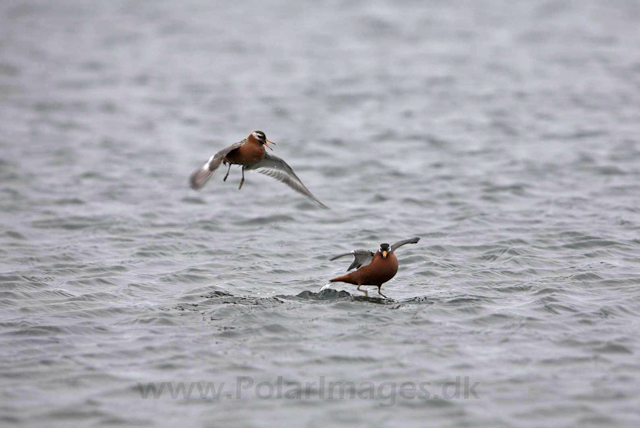 Grey phalarope_MG_9960