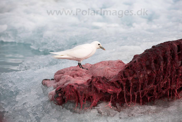 Ivory gull on bear kill_MG_2670