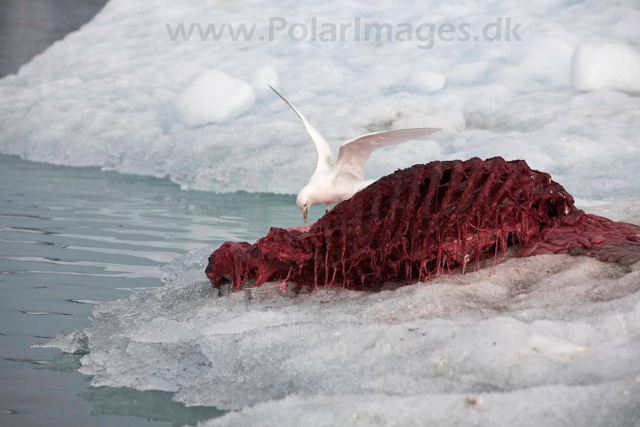 Ivory gull on bear kill_MG_2671