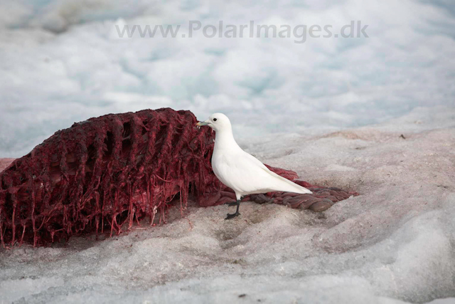 Ivory gull on bear kill_MG_2677