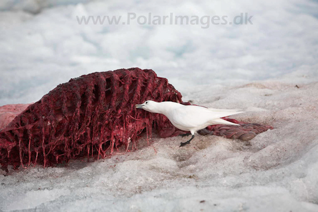 Ivory gull on bear kill_MG_2680