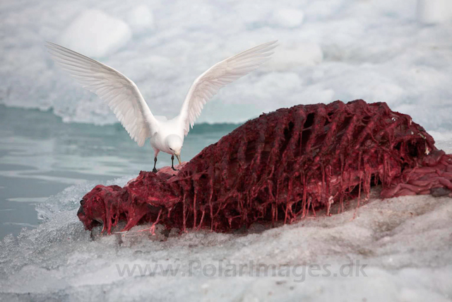 Ivory gull on bear kill_MG_2690