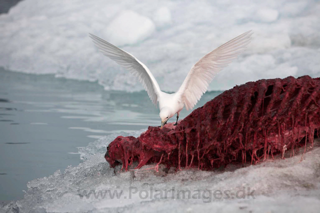 Ivory gull on bear kill_MG_2693