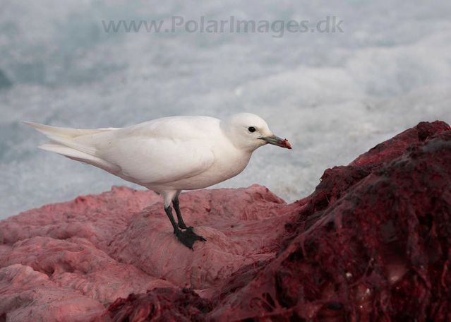 Ivory gull on bear kill_MG_2703