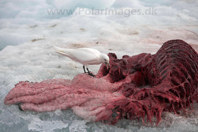 Ivory gull on bear kill_MG_2719