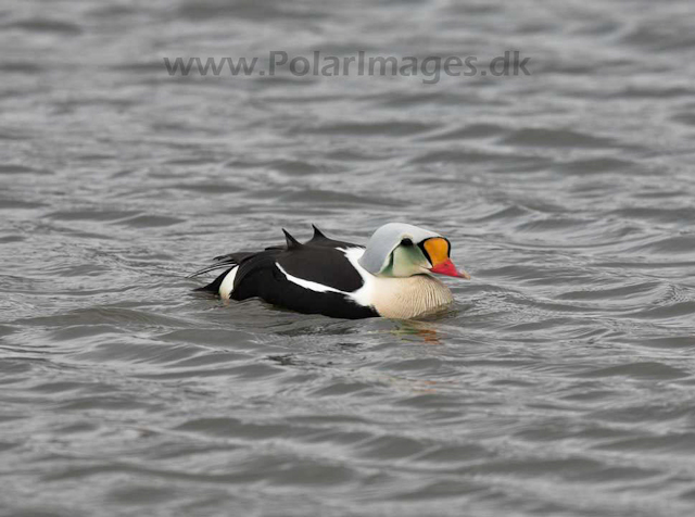 King eider_MG_8754
