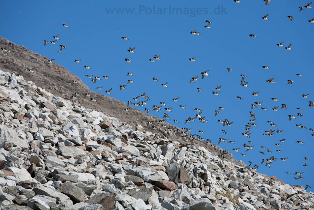 Little auks, Ingeborgfjellet, Bellsund_MG_4899