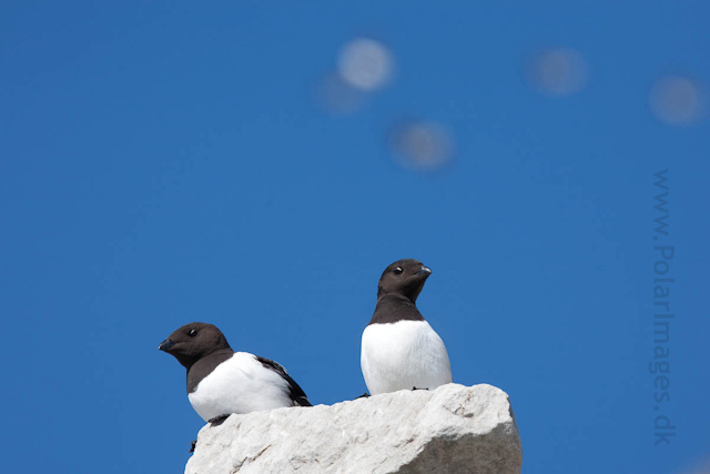 Little auks, Ingeborgfjellet, Bellsund_MG_4957