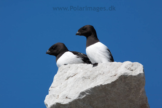 Little auks, Ingeborgfjellet, Bellsund_MG_4961