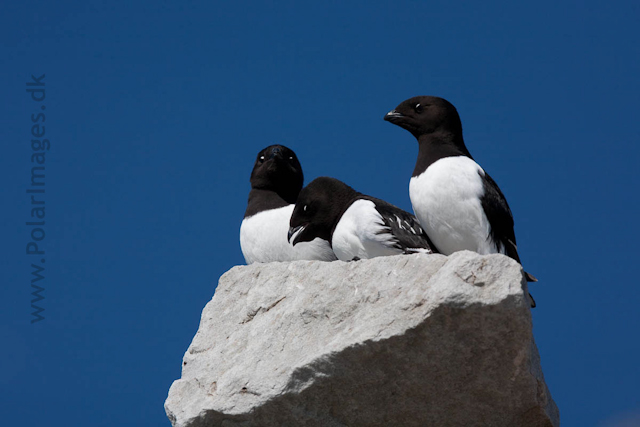 Little auks, Ingeborgfjellet, Bellsund_MG_4978