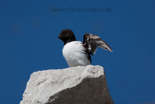 Little auks, Ingeborgfjellet, Bellsund_MG_4989