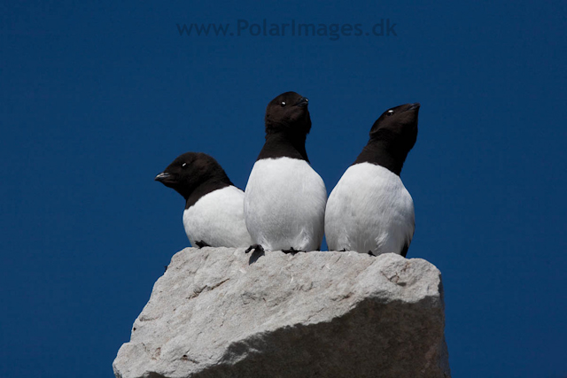 Little auks, Ingeborgfjellet, Bellsund_MG_4996