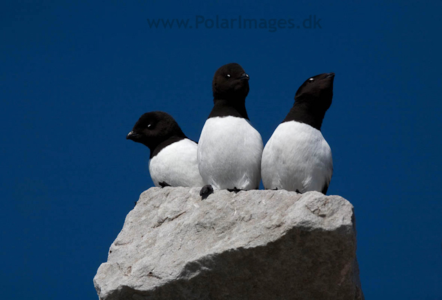 Little auks, Ingeborgfjellet, Bellsund_MG_4997