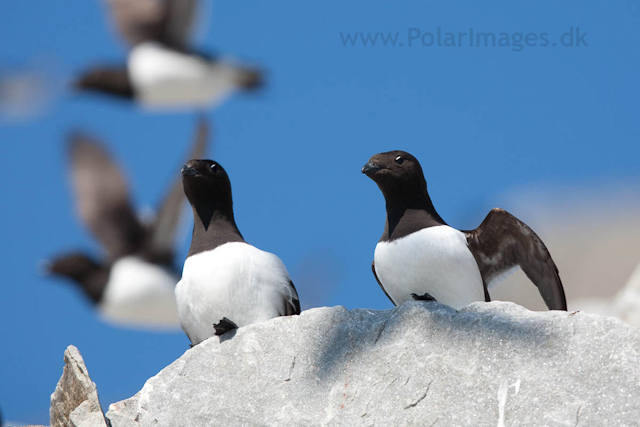 Little auks, Ingeborgfjellet, Bellsund_MG_5028