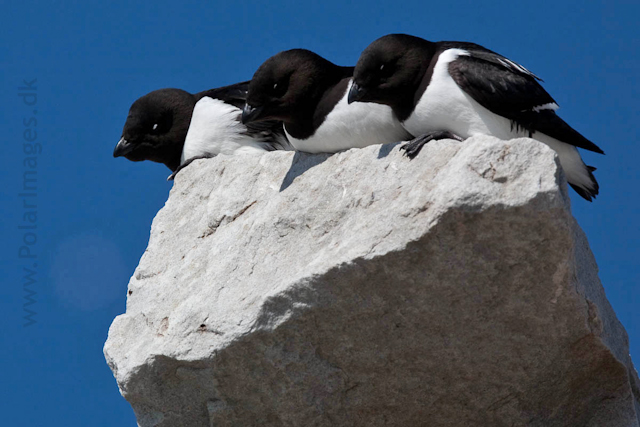 Little auks, Ingeborgfjellet, Bellsund_MG_5042