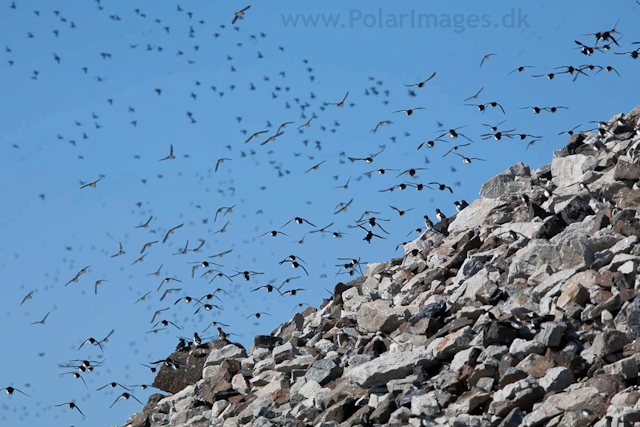 Little auks, Ingeborgfjellet, Bellsund_MG_5045