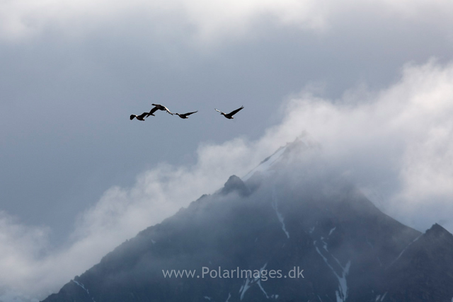 Pink-footed geese, Recherchefjord_MG_6400