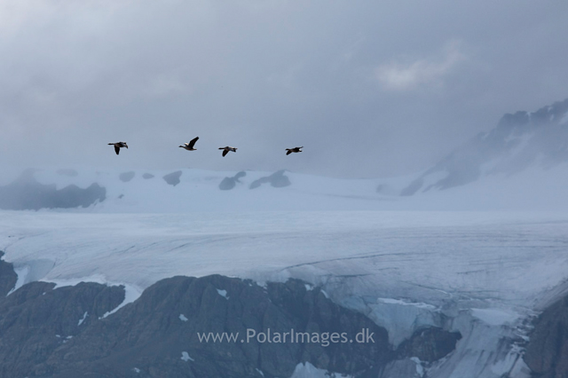 Pink-footed geese, Recherchefjord_MG_6402