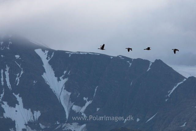 Pink-footed geese, Recherchefjord_MG_6403