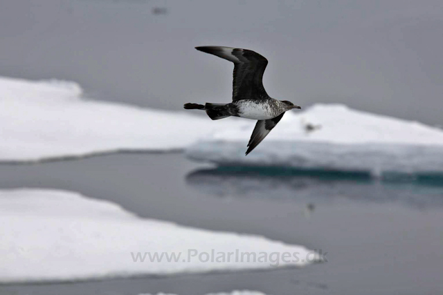 Pomarine skua_MG_2960