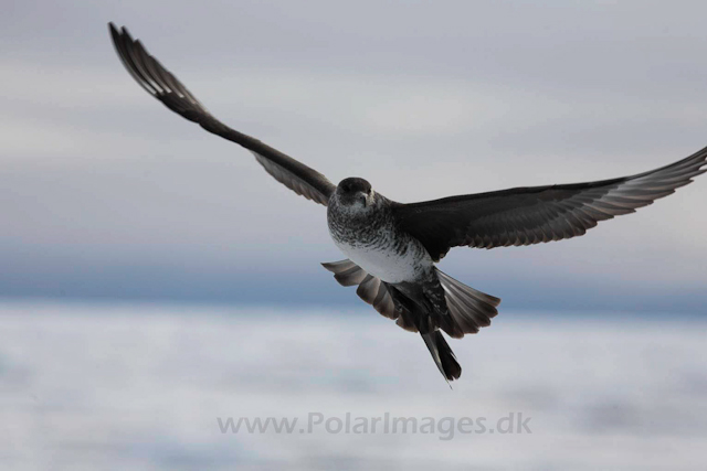 Pomarine skua_MG_2977