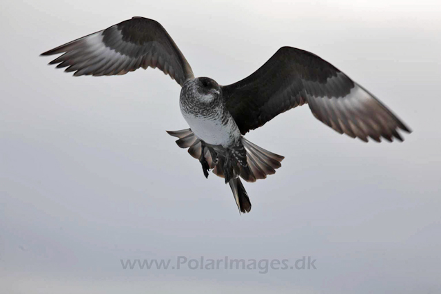 Pomarine skua_MG_2978