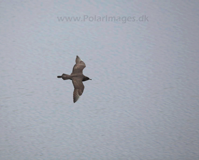 Pomarine skua_MG_3151