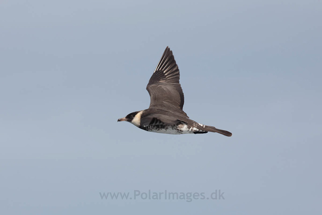 Pomarine skua, Olga Strait_MG_7287