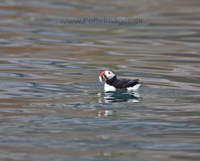 Puffin_MG_3332