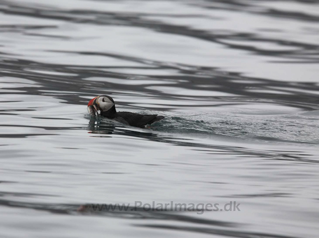 Puffin_MG_3341