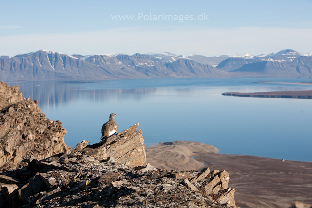 Rock ptarmigan, Recherchefjord_MG_6645