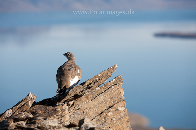 Rock ptarmigan, Recherchefjord_MG_6650