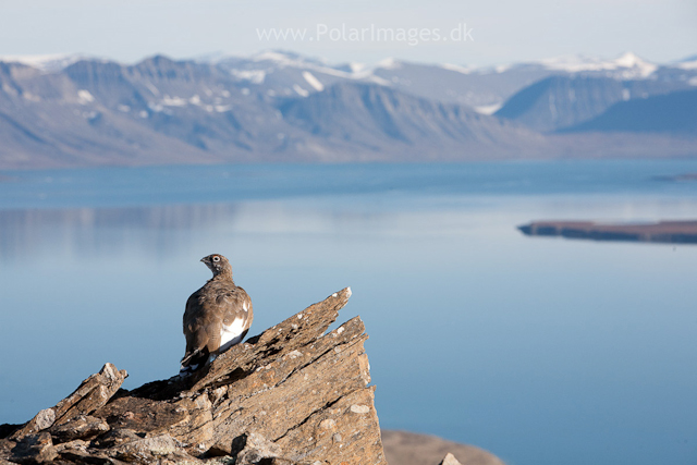 Rock ptarmigan, Recherchefjord_MG_6653