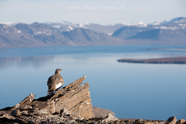 Rock ptarmigan, Recherchefjord_MG_6656