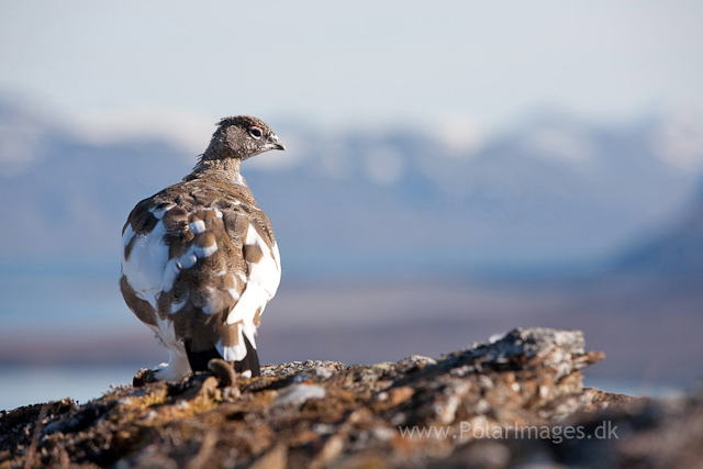 Rock ptarmigan, Recherchefjord_MG_6671