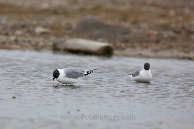 Sabine's gull, Lågøya_MG_7047