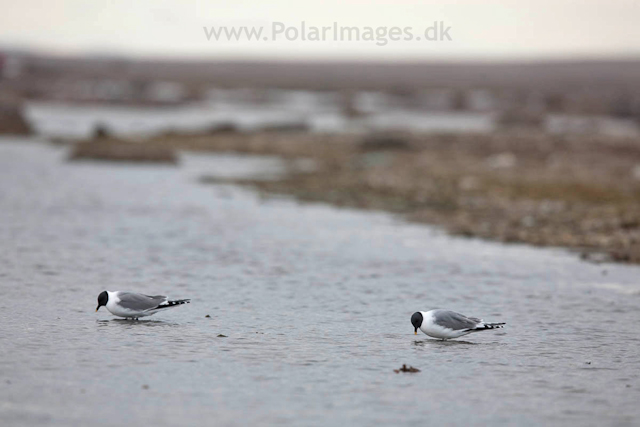 Sabine's gull, Lågøya_MG_7058