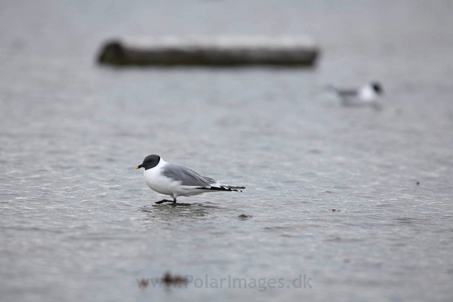 Sabine's gull, Lågøya_MG_7069