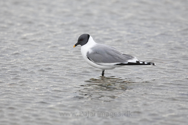 Sabine's gull, Lågøya_MG_7076