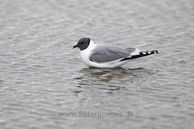 Sabine's gull, Lågøya_MG_7078