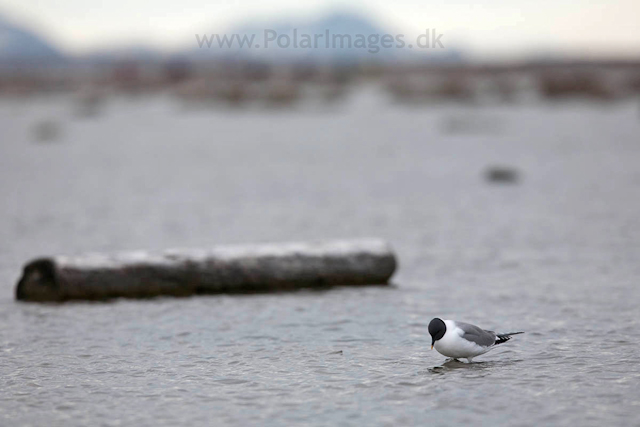 Sabine's gull, Lågøya_MG_7080